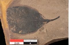 Foto (Detailansicht) von Quercus palaeoilex Ettingshausen (NHMW-GEO-2024-0188-0742)
